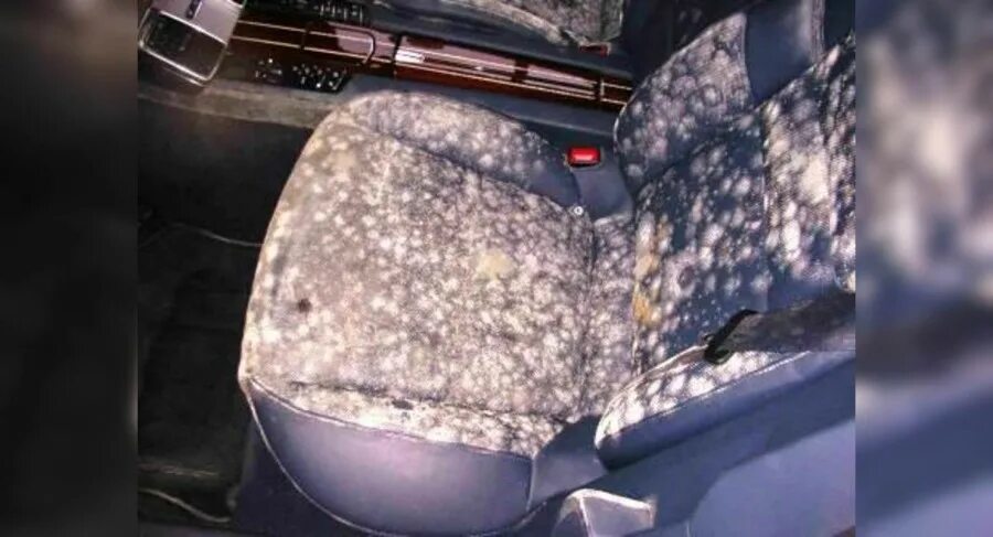 Чистка стиральной машинки. Плесень в стиральной машинке. Плесень в салоне автомобиля. Плесень в салоне авто. Грибок в стиральной машинке.