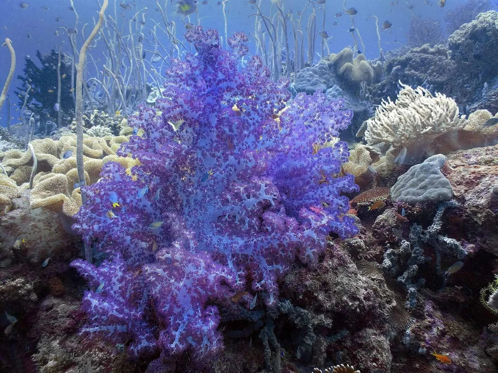 Морские растения список. Диатомеи водоросли Тихого океана. Посейдония океаническая. Посидония Океанская. Подводные растения.