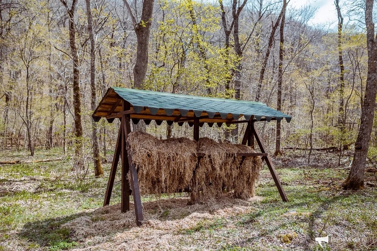 Столовая для копытных. Лузинская дача заказник. кормушки для копытных. кормушки для диких копытных. кормушка для копытных животных.