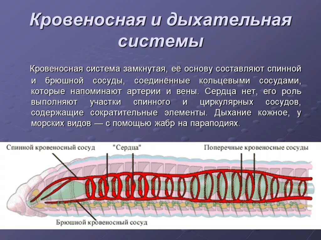 Дыхательная система кольчатых червей 7 класс. Органы дыхания Тип кольчатые черви. Дыхательная кровеносная система кольчатого червя. Тип кольчатые черви дыхание.