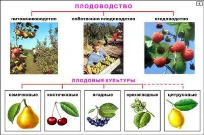 Плодовых культур институты