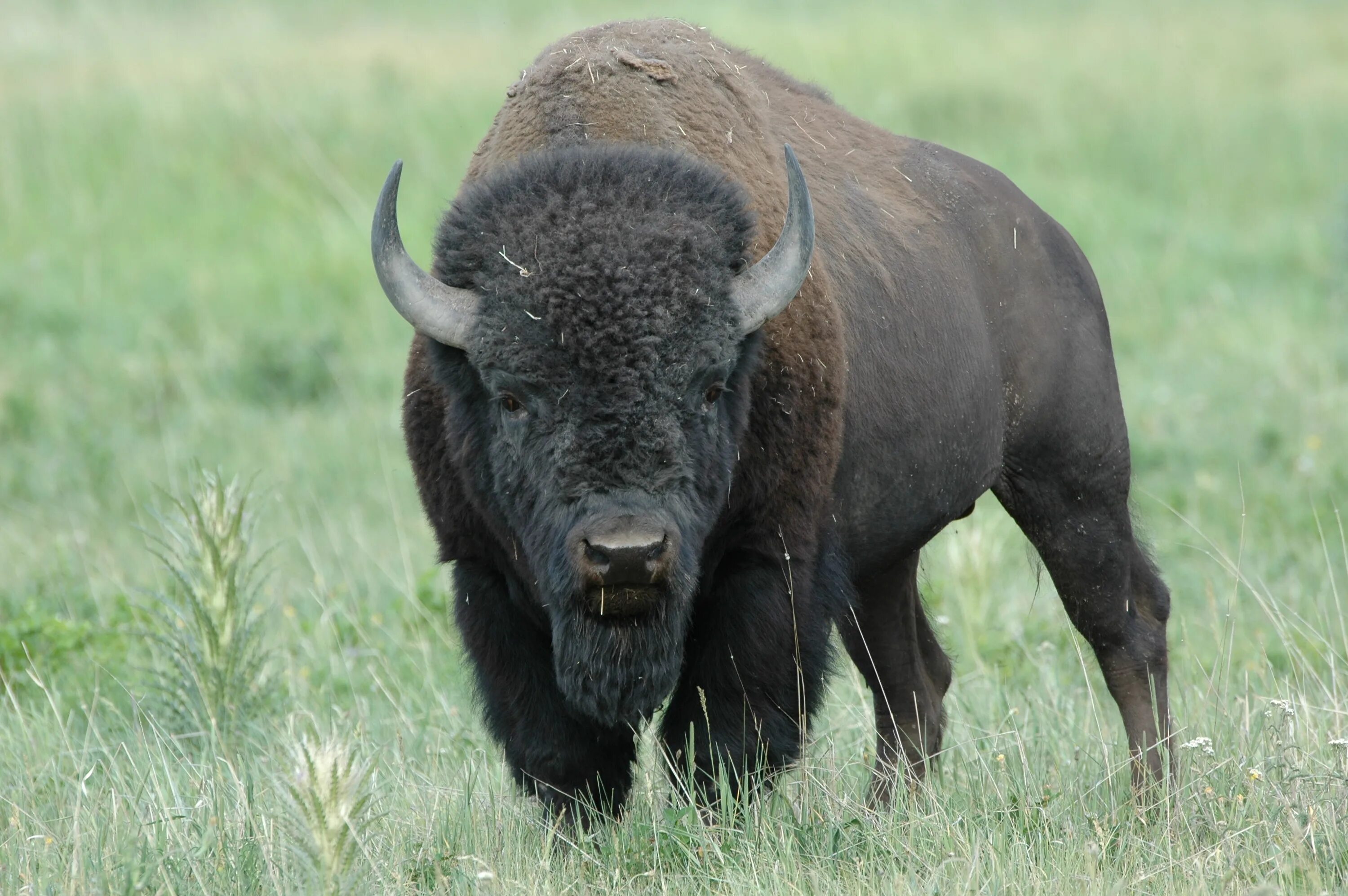 бизон буффало (сша);. бизон серий. бизон морские дьяволы. бизон серий. зубр против бизона.