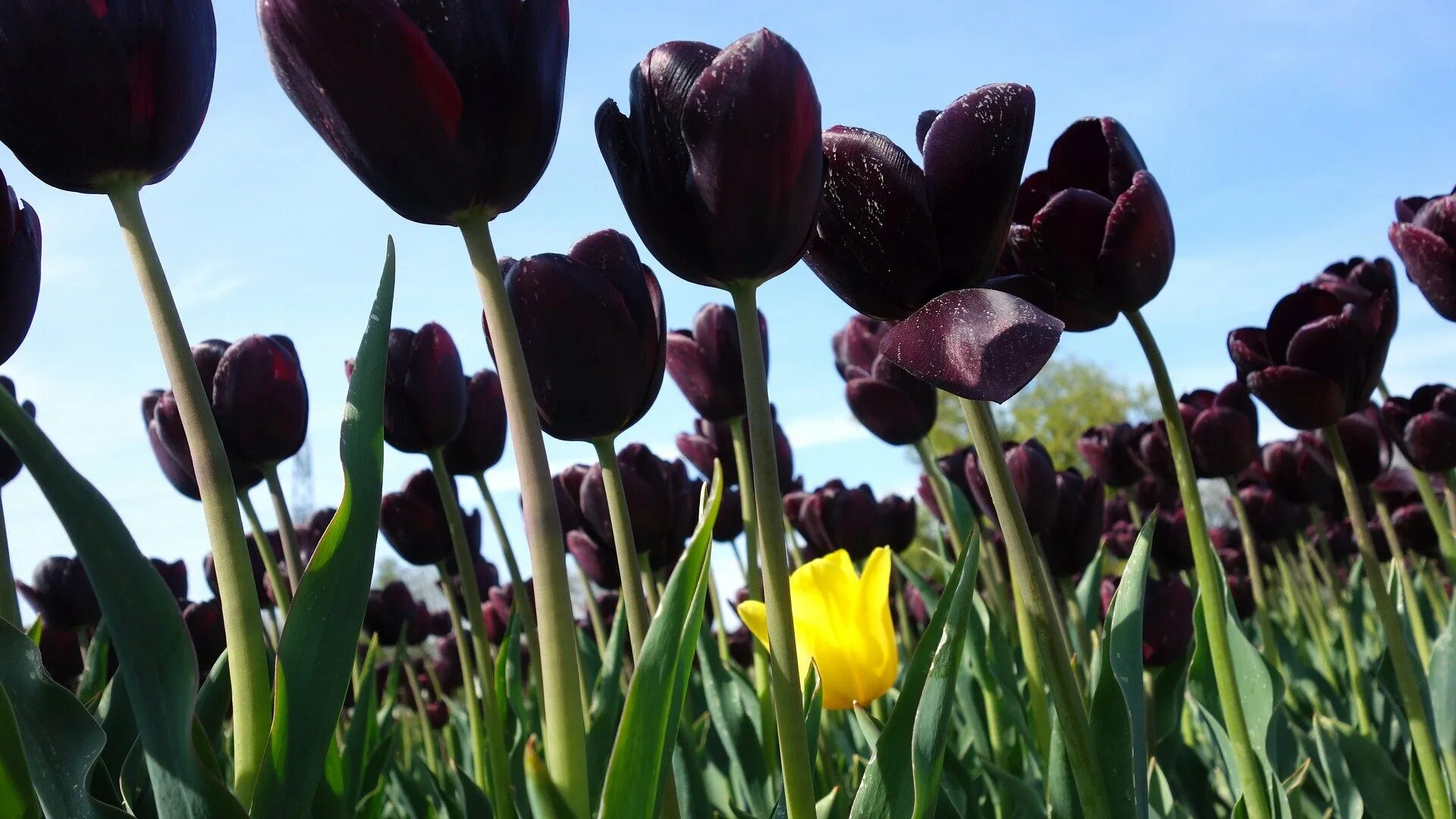 Про черный тюльпан. Долина черных тюльпанов Абхазия. Тюльпаны черные ОРТ. Черные тюльпаны Абхазия. Чёрный тюльпан Белорусия.