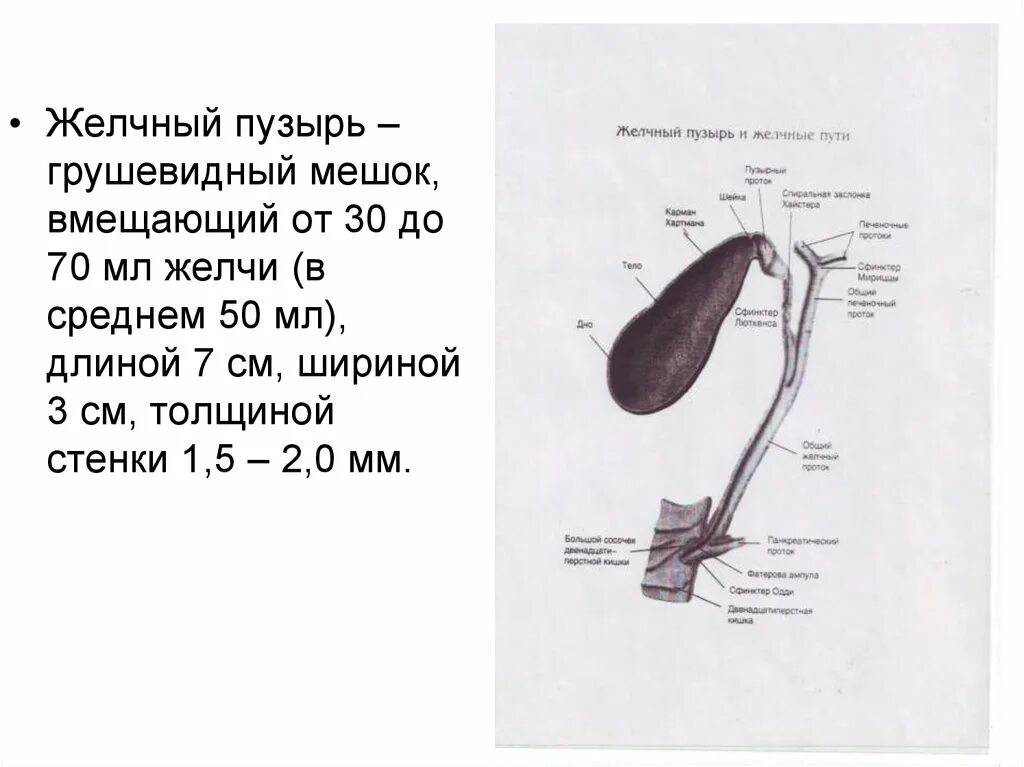 Сколько времени длится желчного пузыря. Элементы стенки желчного пузыря. Желчный пузырь грушевидной формы. Диаметр шейки желчного пузыря норма. Стенка желчного пузыря образована.