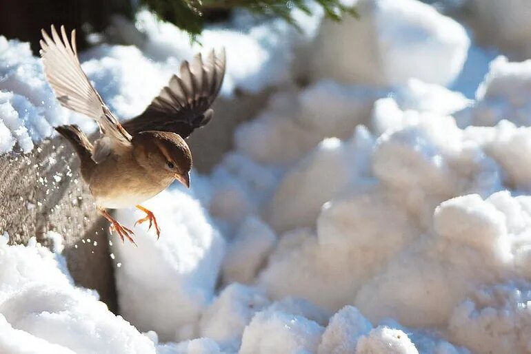 Зима птицы солнце. Д ортенберг. Сорока зимой. Декабрь картинки. Птицы в зимнем небе.