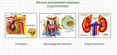 Где находится внутренняя секреция