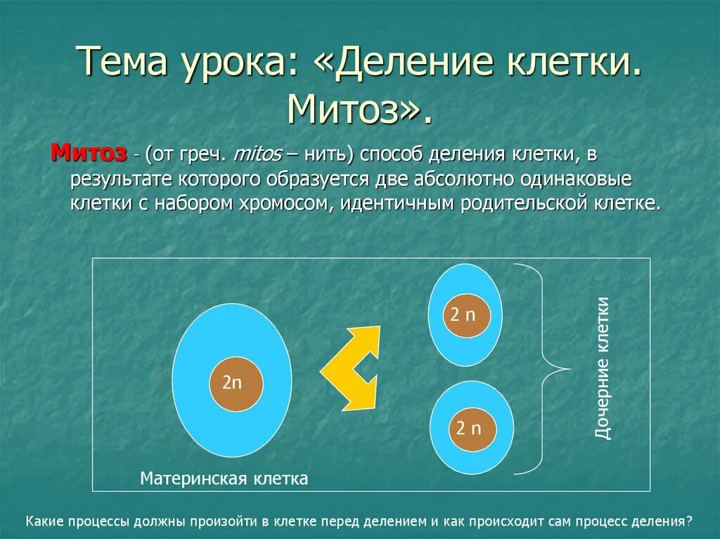 Митоз. Результат митоза дочерняя клетка. Что образуется в результате деления клетки?. Результат деления митоза. Деление родительской клетки