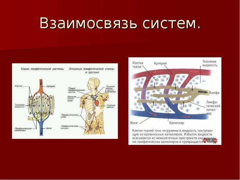 Транспортные системы организма. Взаимосвязь органов и систем органов. Взаимосвязь систем органов человека схема. Транспортная система по биологии. Взаимосвязь систем органов в организме человека