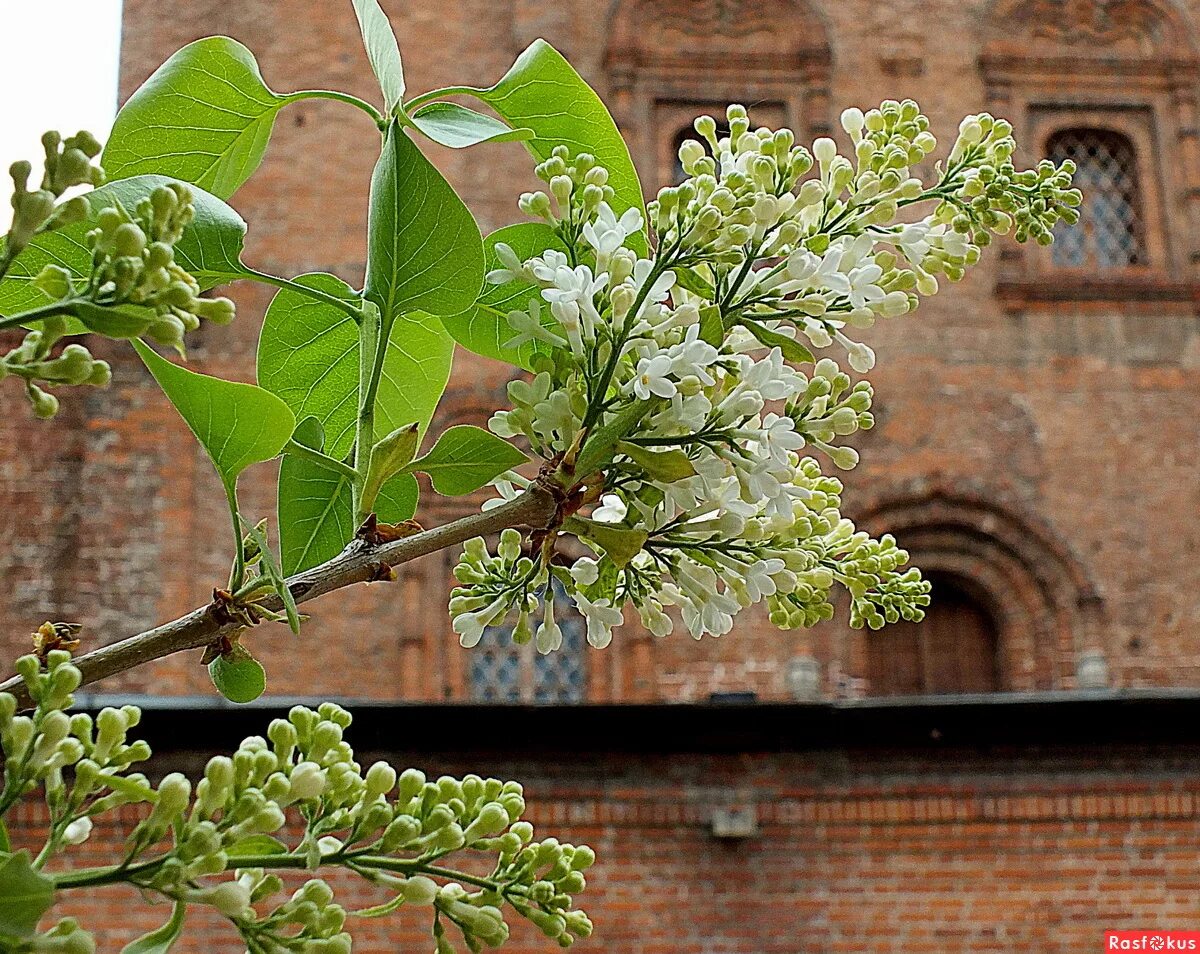цветет ли первый год