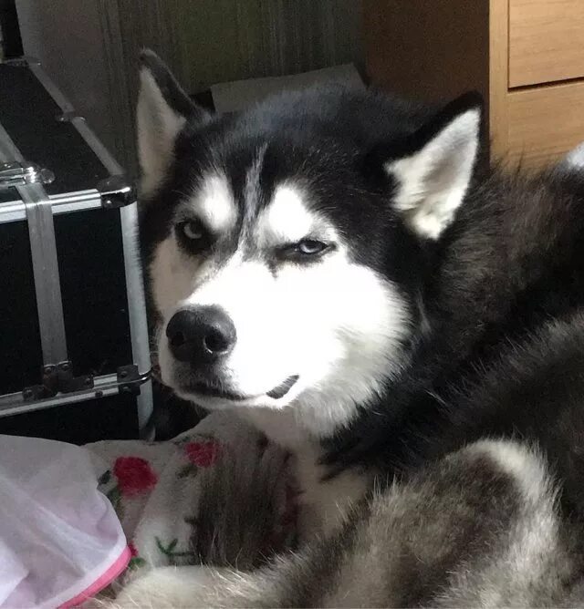 помски миа. сибирский маламут собака. Leosco хаски. лайка западно-сибирская арчи. маламут хаски маламут.