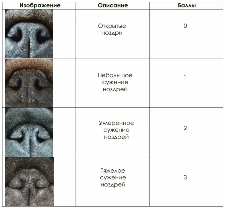 Стеноз у собак. Расширение ноздрей у собак. Пластика ноздрей у собак.