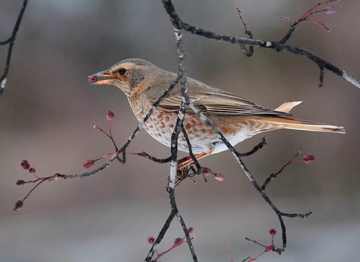 дрозд-рябинник серый дрозд деряба. дрозд рябинник весной. птицы владимирской области дрозд. птицы живущие в садах. певчие птички ленинградской области.