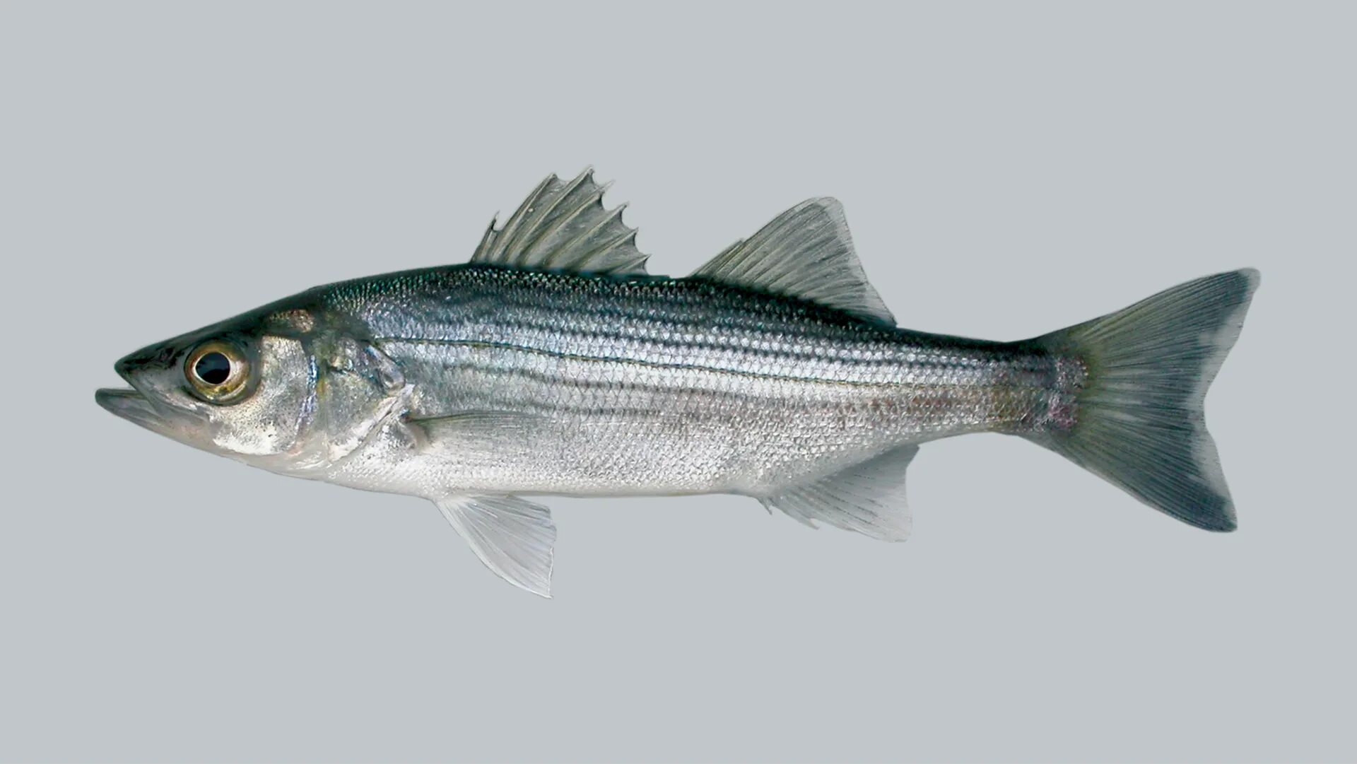Лаврак 5 букв. Полосатый лаврак. morone chrysops (белый окунь). morone. morones.