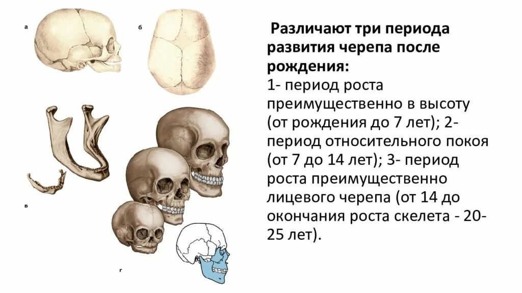 Периоды развития черепа после рождения. Возрастные особенности черепа анатомия. Возрастные особенности скелета черепа. Соединения костей черепа. Возрастные особенности костей черепа..