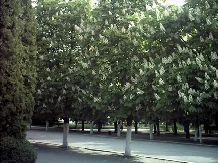 Каштаны составляют 7 15 деревьев