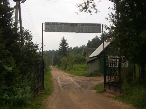 Снт хвойный. Снт хвойное одинцовский район. снт саланг одинцовский район. снт хвойный бор.