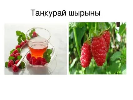 Менің есегіме конча