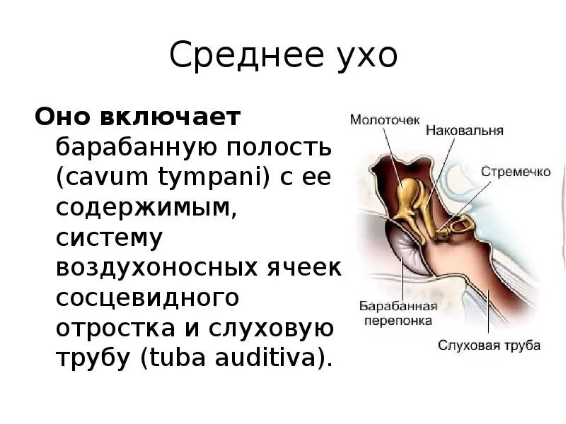 Сосцевидные ячейки среднего уха анатомия. Среднее ухо анатомия строение. Полость среднего уха строение. Строение среднего уха анатомия. В среднем ухе расположены 3