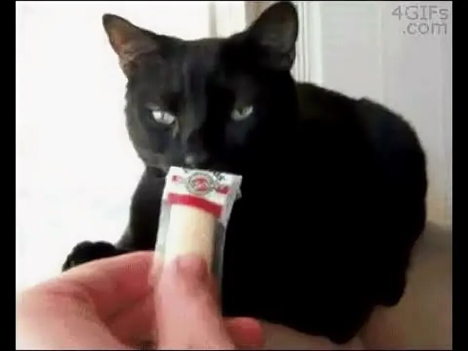 Кот рвотный рефлекс. Кошка рыгает гифка. Кошку тошнит гифка. Кота тошнит gif. Гифка котика тошнит.