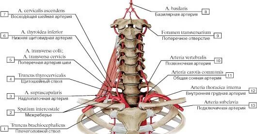 Позвоночная артерия и ее ветви схема. Позвоночная артерия и ее ветви схема. Подключичная артерия анатомия схема. Позвоночная артерия кровоснабжает. Ветви подключичной артерии позвоночная.