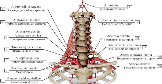 Ветви позвоночной артерии схема. Позвоночная артерия анатомия. Позвоночная артерия и ее ветви. Сегменты позвоночной артерии.
