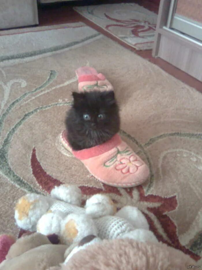 Приколы из 2000х. Смешные щенки. Забавные собаки. Веселые видюшки. Можно видюшки.