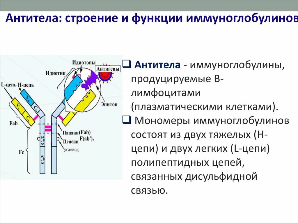 Антитела иммуноглобулины структура. Строение мономера иммуноглобулина. Антитела функции иммуноглобулинов. Строение антител иммуноглобулинов.