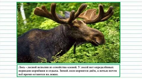 Какое животное является лесным исполином