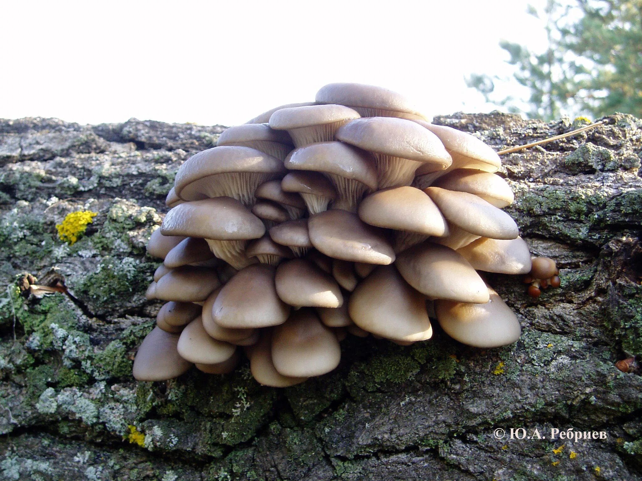 Вёшенка обыкновенная грибы. Вёшенка устричная (Pleurotus ostreatus). Вёшенка обыкновенная съедобные грибы. Вёшенка обыкновенная Лесная. Вешенка опята