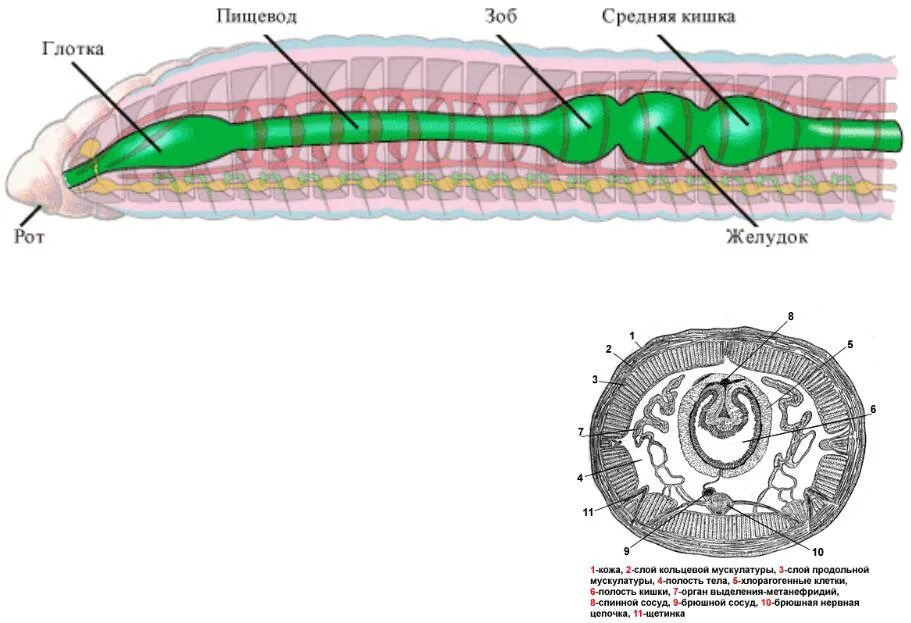 Внутреннее строение кольчатых червей схема. Малощетинковые черви строение. Строение кольчатого червя 7 класс биология. Строение дождевых червей схема.