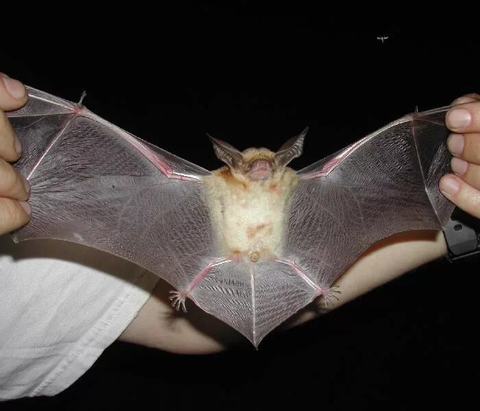 органы летучих мышей