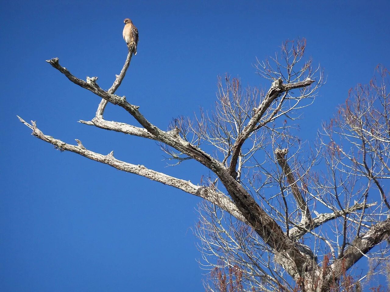 That bird is in the tree