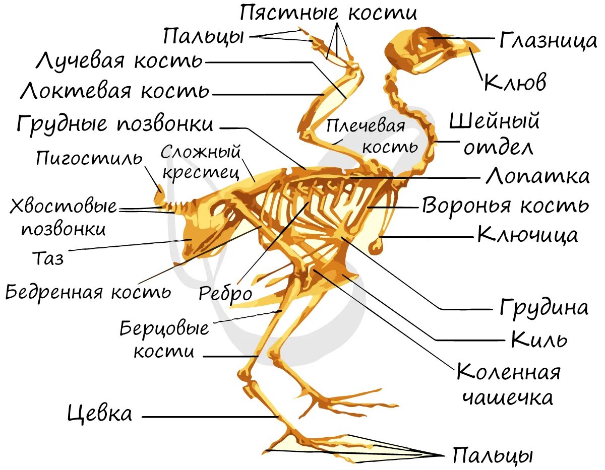 Цевка птиц представляет собой особый сегмент ноги. Птица скелет зоб. вороньи кости у птиц. опорно двигательная система птиц.