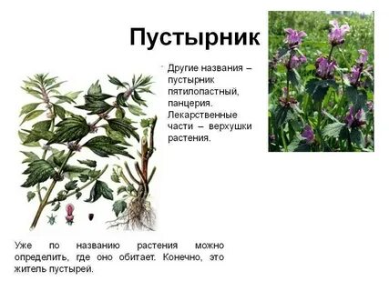 Какие есть лекарственные травы