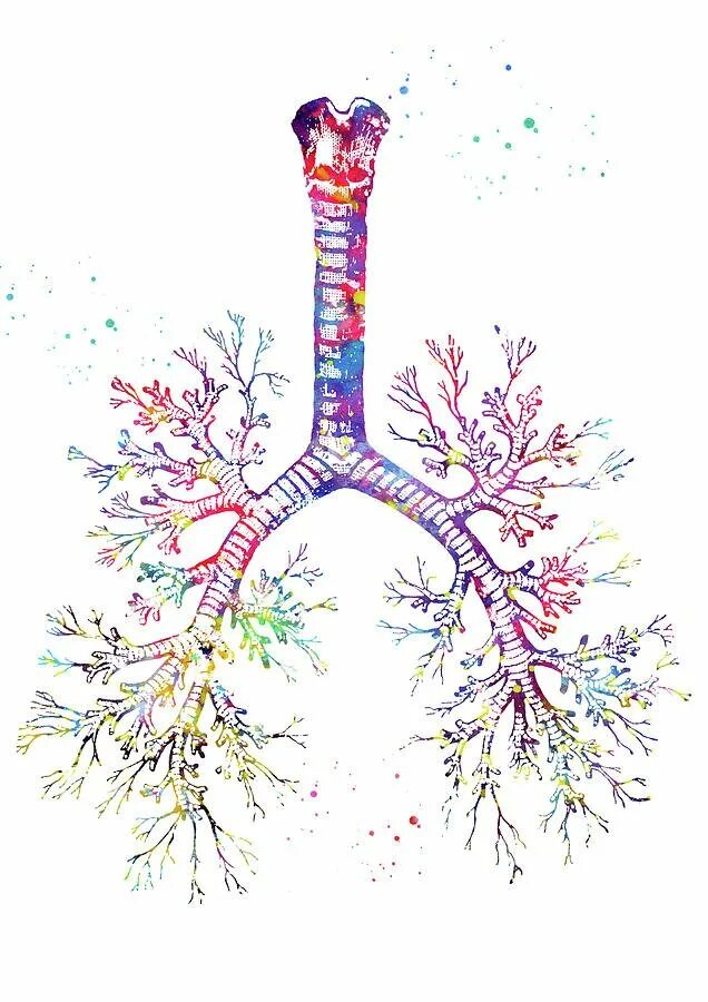 Бронхиальное дерево легких. Анатомия трахеобронхиального дерева. Бронхиальное дерево анатомия. Легочно бронхиальное дерево. Бронхи анатомия человека.