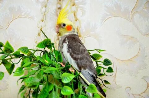 Корелла цветок