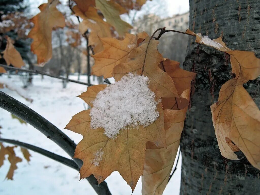 Листья припорошенные снегом. Припорошило снегом. Лист и снегопад. Листья в снегу. Сугробы листьев