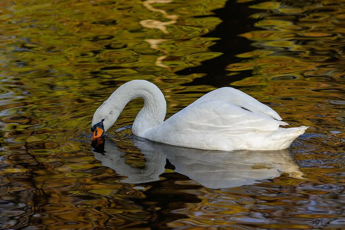 Белый лебедь раменки. Карликовые лебеди. Белый лебедь торжок. Ах белый лебедь. Лебеди не белые.