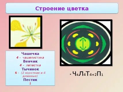 Пестик 1 тычинок 6