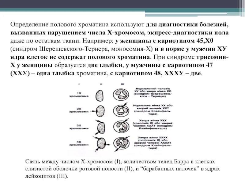 Число хромосом содержащихся в половых клетках. Экспресс метод определения полового хроматина. экспресс метод определения у хромосомы применяется для диагностики. методы генетического анализа исследование полового хроматина. методика определения полового х хроматина.