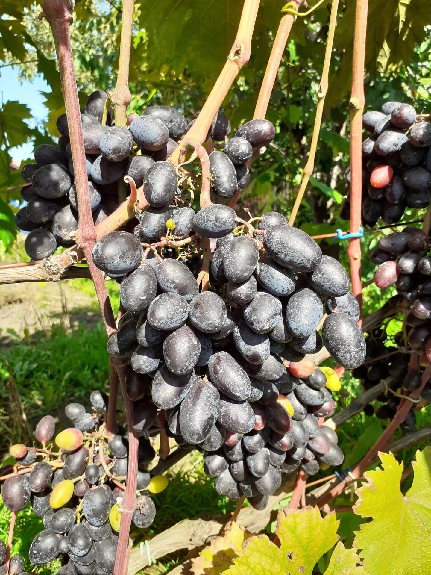 виноград саженцы империал екатеринбург. проращивание черенков винограда. питомник винограда. виноград мускат диевский. саженцы винограда в новосибирске.