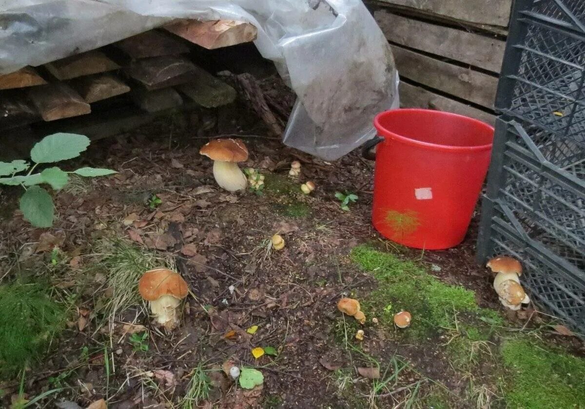 Посеять грибы. Грибы на даче. Белые грибы на участке. Белые грибы на даче. Вырастить белые грибы на участке.