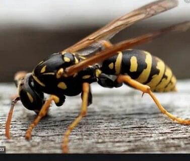 Yellow jacket