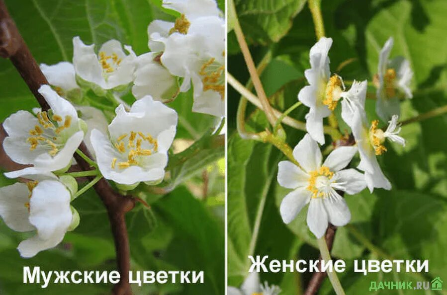 Пестичные цветки. Как определить мужской цветок от женского. Как отличить мужской цветок от женского. Мужские и женские кусты клубники. Женский цветок тыквы.