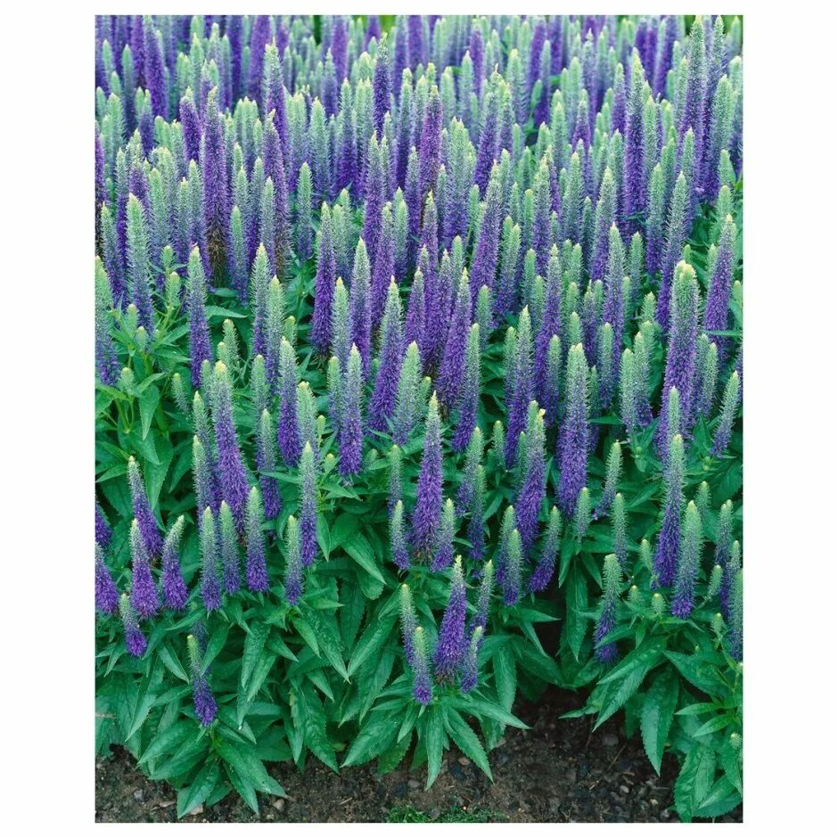 Moody Blues ™ Sky Blue Veronica Star Roses & Plants #PlantAStar Outdoor gardens,