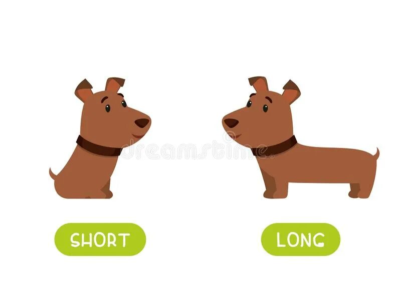 Long short рисунок. Long short Dog. Картинки long short. Long Dog картинка для детей. Ronda s dog is not long перевод
