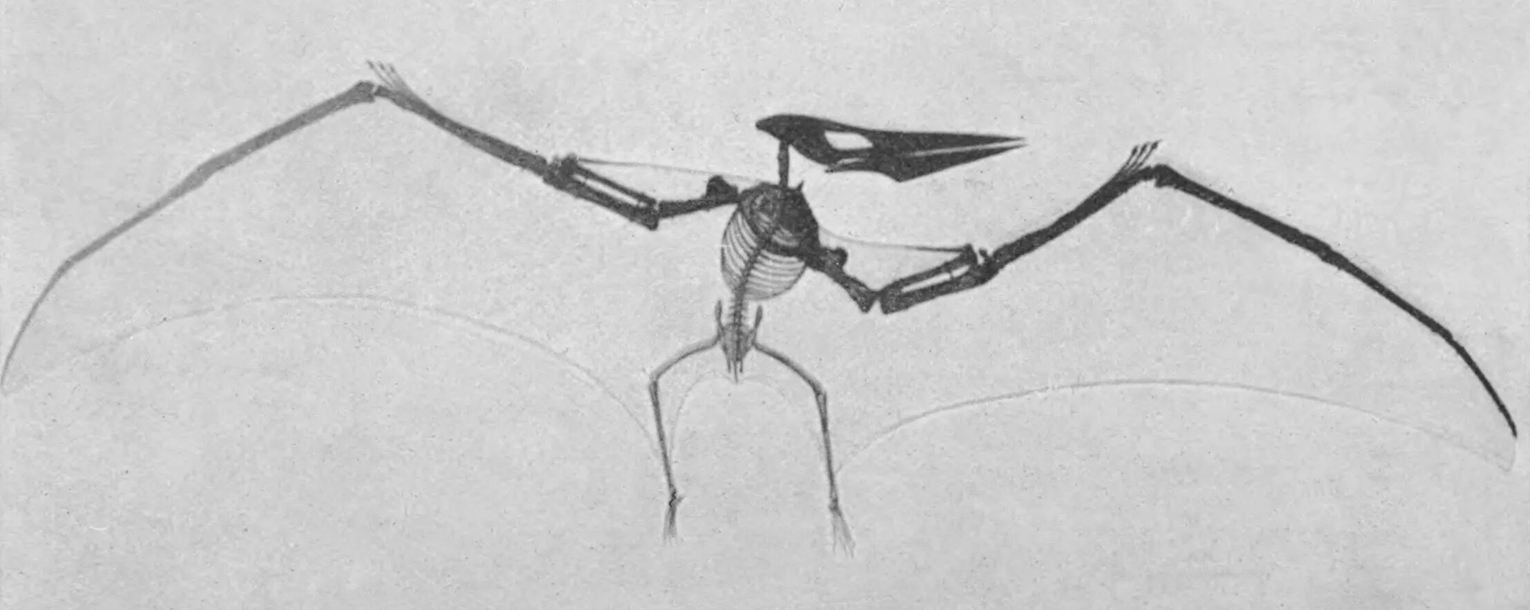 Птеранадон. Pteranodon sternbergi. Строение птеранодона. Птеранодон скелет. Скелет птеродактиля кости.