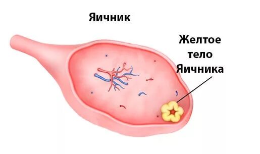 Желтое тело что это значит простыми словами. Село желтое. Формирование желтого тела.