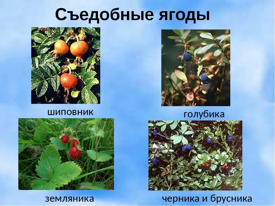 Лесные растения съедобные и несъедобные. Съедобные растения и ягоды. съедобные и ядовитые ягоды. съедобные дикорастущие ягоды. лесные ягоды названия съедобные.