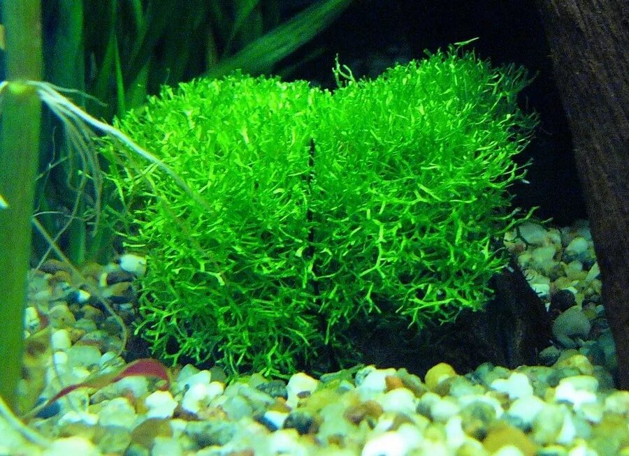 Мох спайки аквариумное растение. Мох мирошаки. Мох риччия. Мох ломариопсис. Mini borneo.